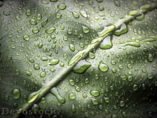 Devostock Leaf Water Green Drop 8