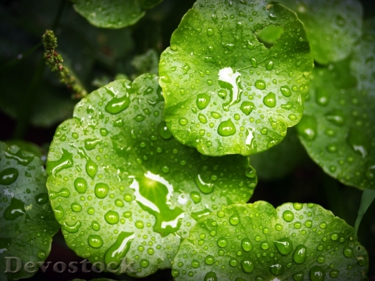 Devostock Leaf Water Green Drop 9