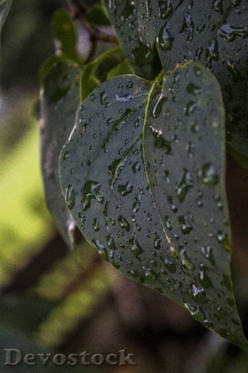 Devostock Leaf Wet Rain Raindrop