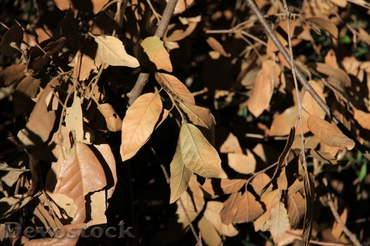 Devostock Leaves Autumn Fall Foliage 1