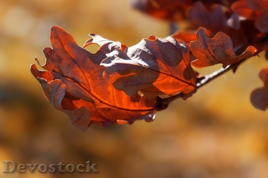 Devostock Leaves Autumn Fall Foliage 5