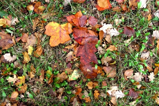 Devostock Leaves Autumn Fall Foliage