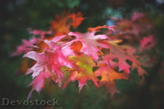 Devostock Leaves Autumn Fall Foliage 8