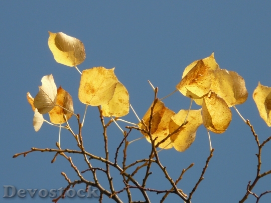 Devostock Leaves Autumn Fall Leaves 1