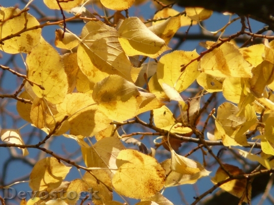 Devostock Leaves Autumn Fall Leaves 2