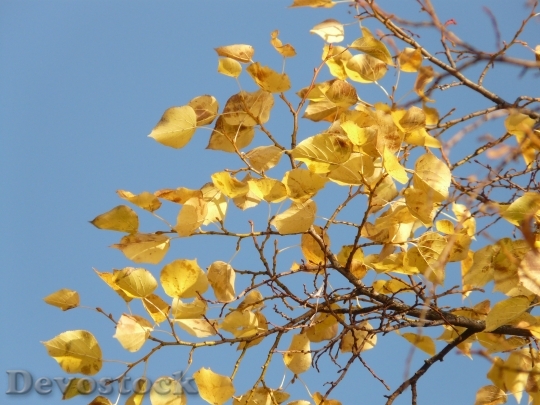 Devostock Leaves Autumn Fall Leaves 3