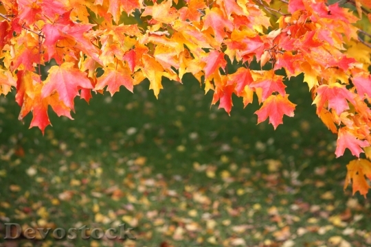 Devostock Leaves Autumn Fall Maple 0