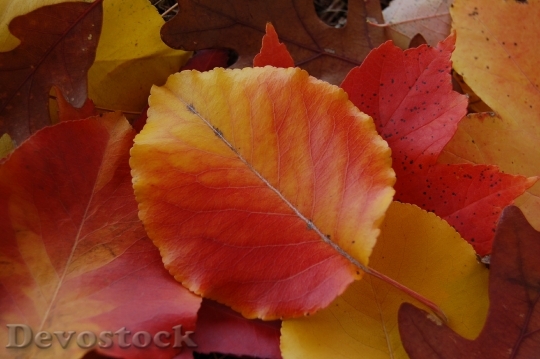 Devostock Leaves Autumn Fall Nature 5