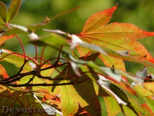 Devostock Leaves Autumn Fall Nature 7