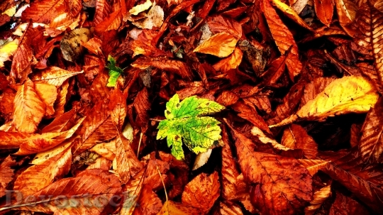 Devostock Leaves Autumn Fall Orange