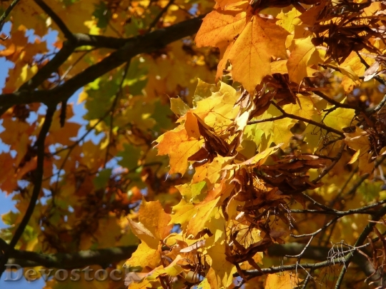 Devostock Leaves Autumn Fall Season