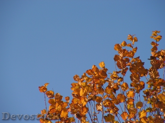 Devostock Leaves Autumn Foliage Colors 0