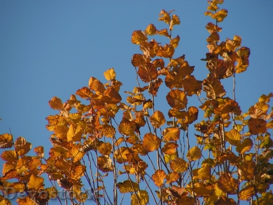 Devostock Leaves Autumn Foliage Colors