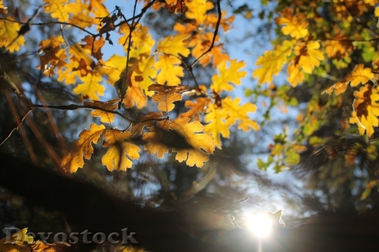 Devostock Leaves Autumn Foliage Oak