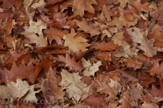 Devostock Leaves Autumn Forest Brown