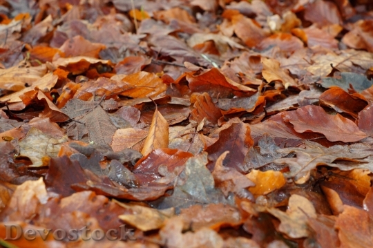 Devostock Leaves Autumn Forest Floor 0