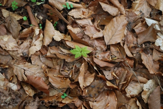 Devostock Leaves Autumn Forest Floor 1