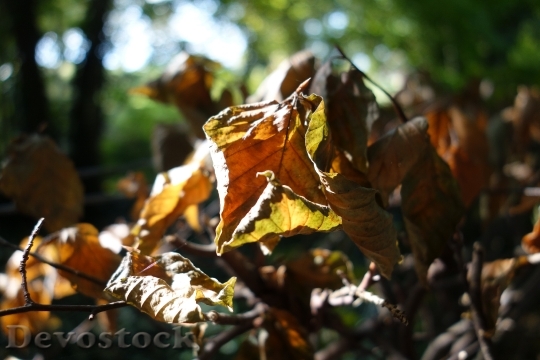Devostock Leaves Autumn Forest Floor 2