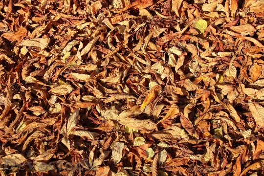 Devostock Leaves Autumn Forest Floor