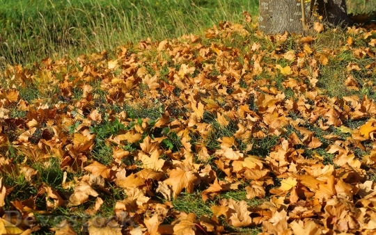 Devostock Leaves Autumn Forest Forest 0