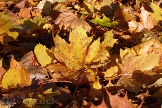 Devostock Leaves Autumn Forest Forest