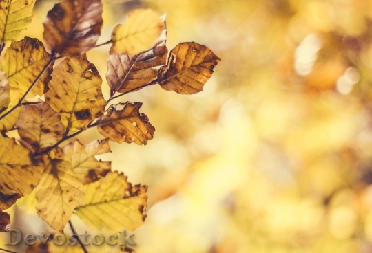 Devostock Leaves Autumn Forest Nature