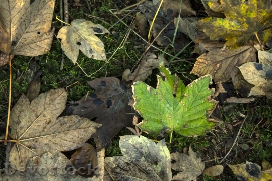 Devostock Leaves Autumn Forest Sheet