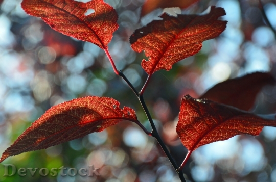 Devostock Leaves Autumn Garden Tree