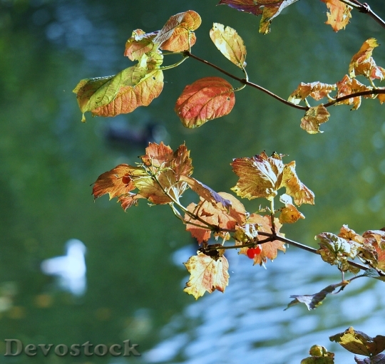 Devostock Leaves Autumn Golden Autumn 0