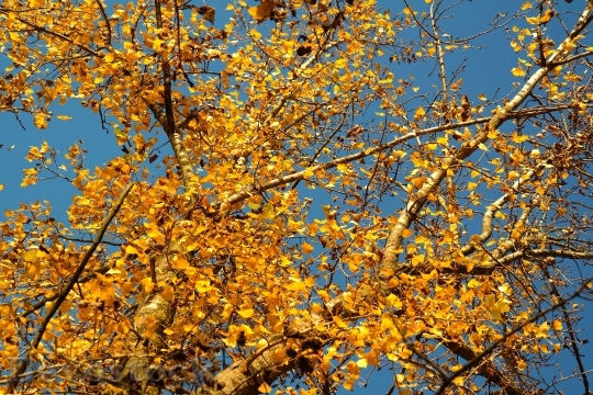 Devostock Leaves Autumn Golden Autumn 1