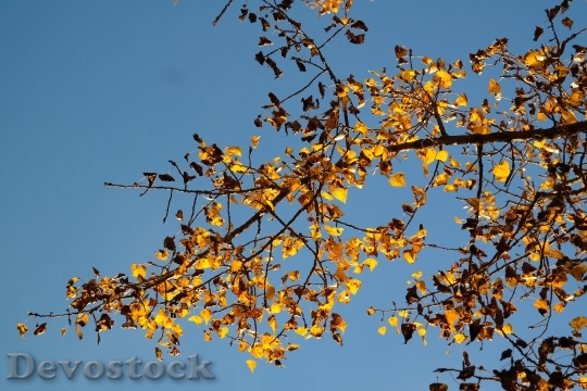 Devostock Leaves Autumn Golden Autumn 2