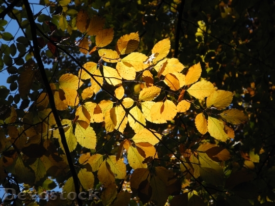 Devostock Leaves Autumn Golden Autumn 3