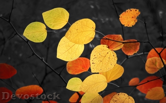 Devostock Leaves Autumn Golden Autumn 4