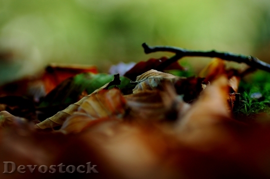 Devostock Leaves Autumn Golden Autumn 5