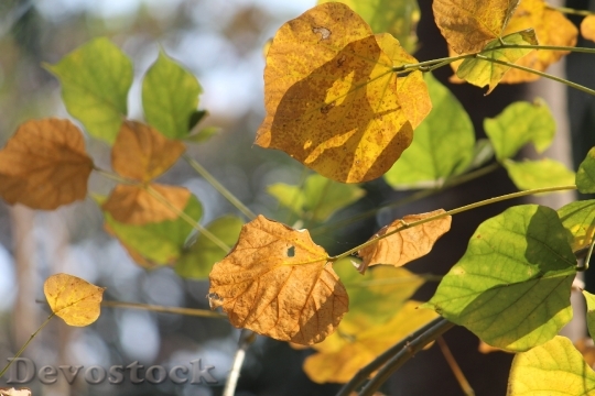 Devostock Leaves Autumn Golden Nature