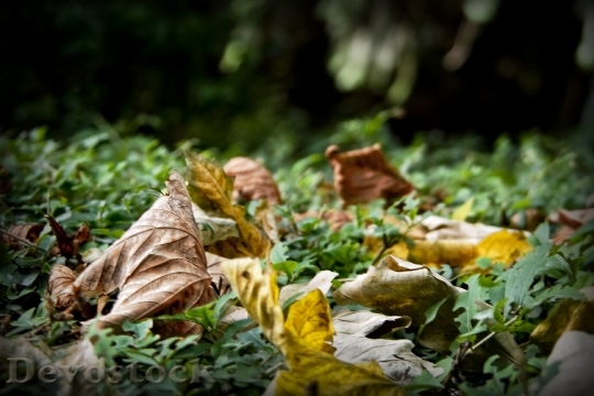 Devostock Leaves Autumn Green Forest
