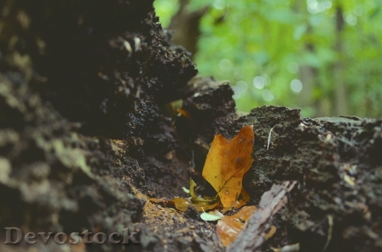 Devostock Leaves Autumn Ground Forest