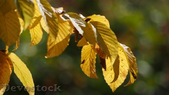 Devostock Leaves Autumn Leaf October