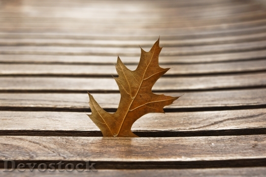 Devostock Leaves Autumn Leaves Brown