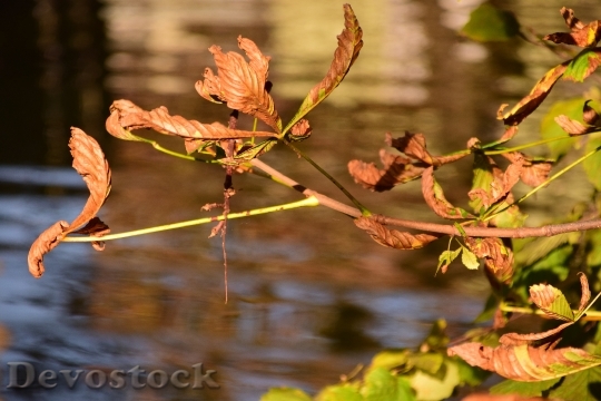 Devostock Leaves Autumn Leaves In 3