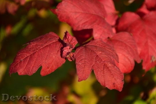Devostock Leaves Autumn Leaves In 4