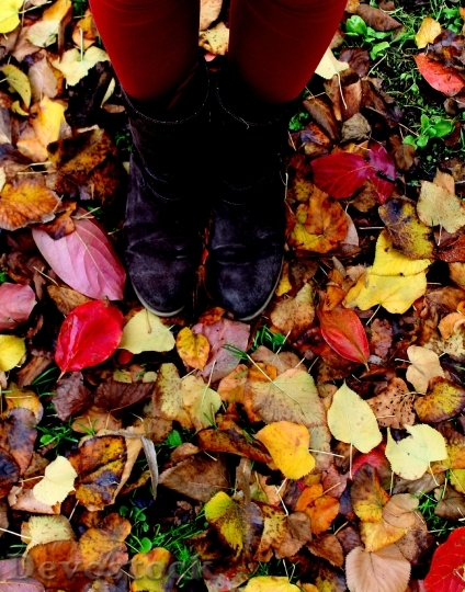 Devostock Leaves Autumn Legs Feet