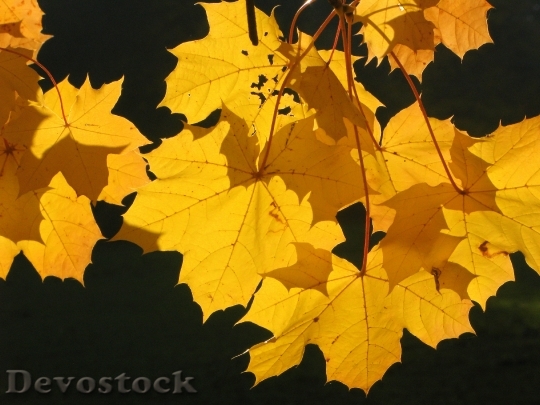 Devostock Leaves Autumn Light Autumn