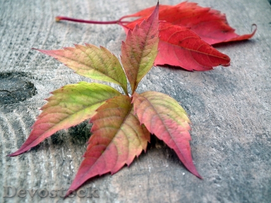 Devostock Leaves Autumn Listopad Autumn