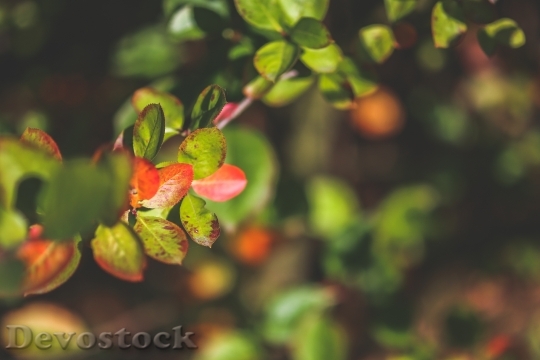 Devostock Leaves Autumn Little Nature