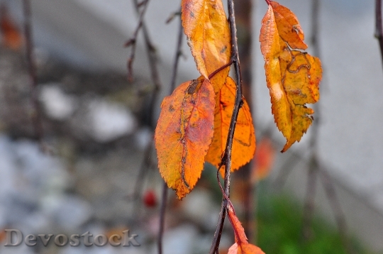Devostock Leaves Autumn Macro 526666