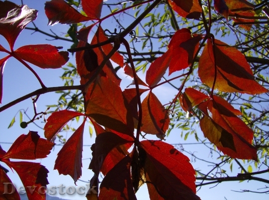 Devostock Leaves Autumn Macro Fall 0
