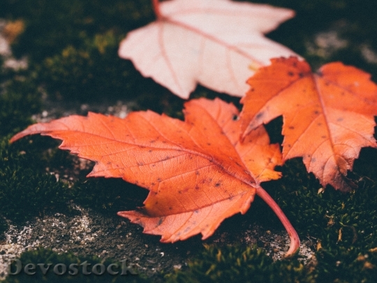 Devostock Leaves Autumn Macro Fall
