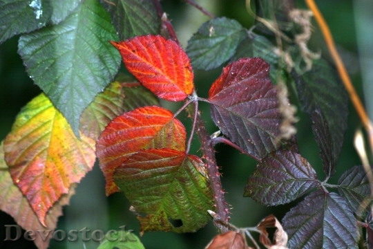 Devostock Leaves Autumn Nature Fall