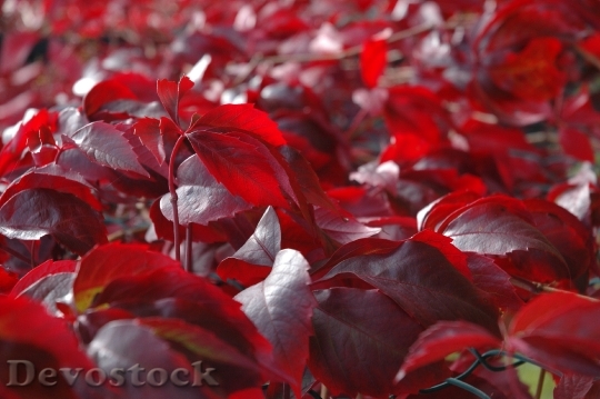 Devostock Leaves Autumn Nature Red 0